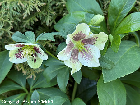 Helleborus x hybridus 'Pretty Ellen White Spotted', tarhajouluruusu
